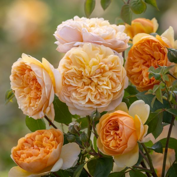 David Austin® Bring Me Sunshine (Ausernie) English Shrub Rose